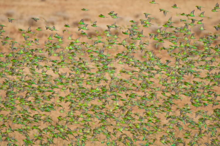 wild budgerigars tiny parrots in the Australian Outback